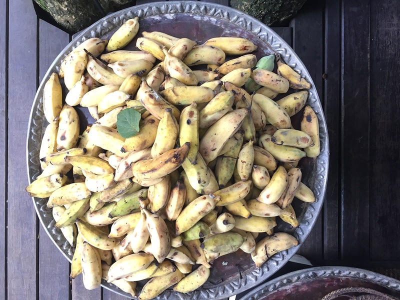 Bananas Used to Feed Elephants at Four Seasons Tented Camp