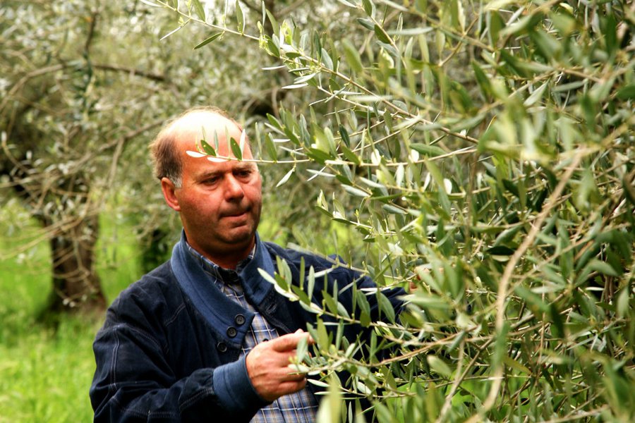 The Olive Producer