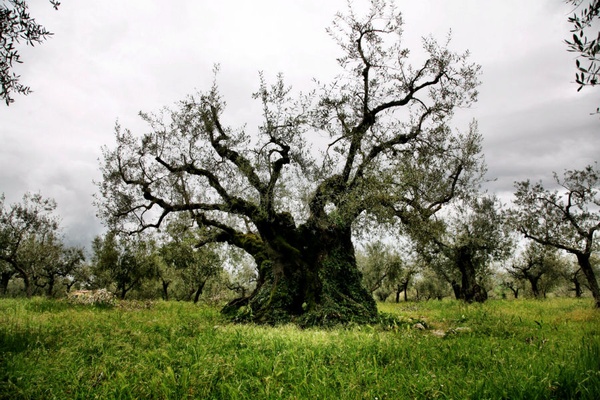 Olive Tree of Macciano