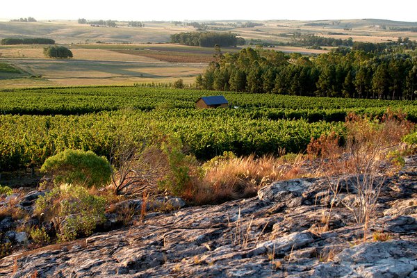 Alto de la Ballena winery in Maldonado, Uruguay