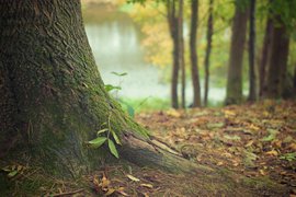 A tree in Waldbaden in Hessen