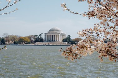 Tidal Basin Cherry Blossom Path