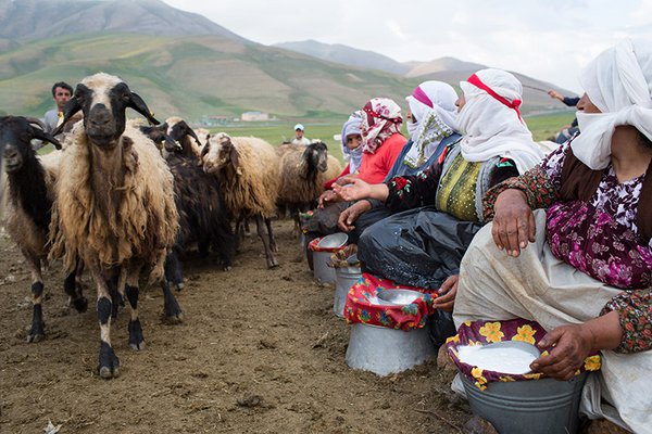 Women milking sheep.
