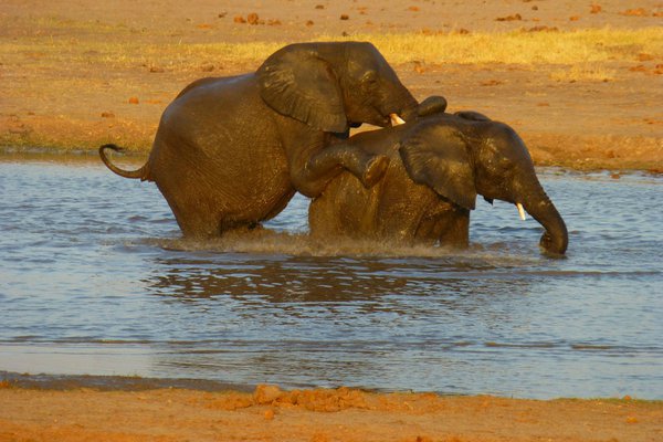 Elephants humping in Zimbabwe.