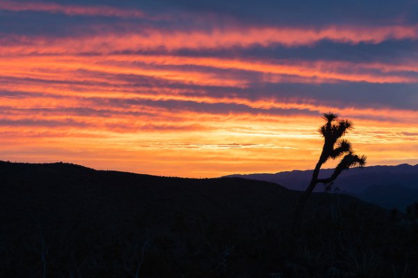 Sunrise, Joshua Tree, California
