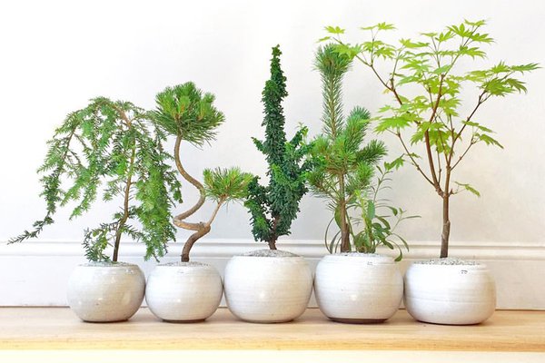 Dandy Farmer Bonsai Trees