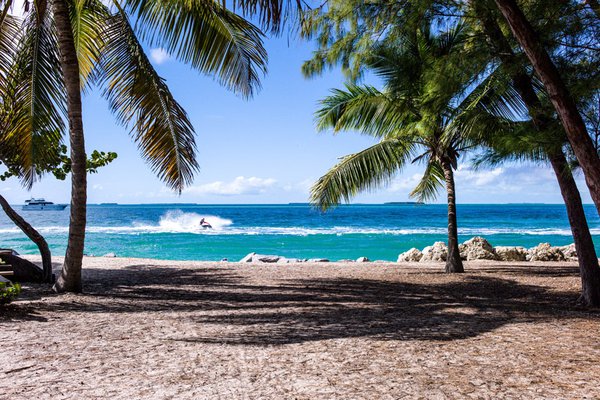 Palm trees on the beach