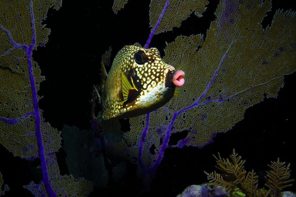 Jean-Michel's Ambassadors of the Environment program in Dorado Beach.