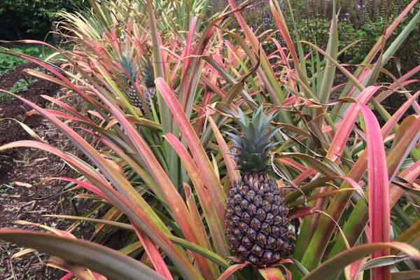 Pineapples at Emerald Farm.