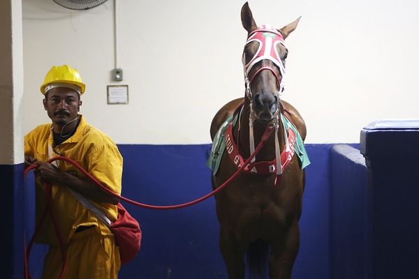 Horse at Jóquei Clube