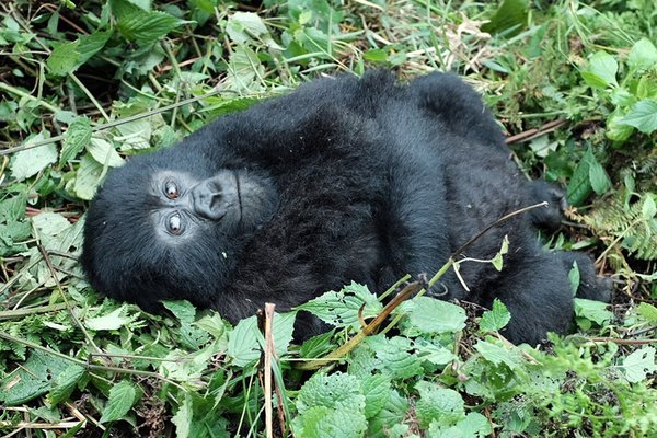 Gorilla trekking in Rwanda