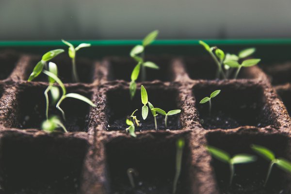 sprouts growing