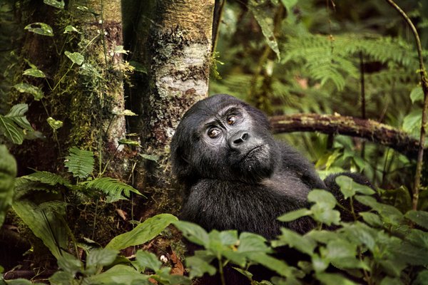 Uganda Mountain Gorilla