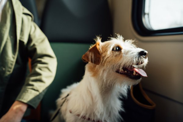 Travel with pets