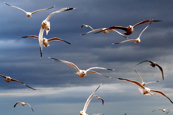 Birds in flight