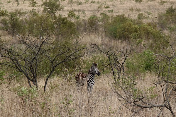 zebra at Sabi Sand Reserve in South Africa
