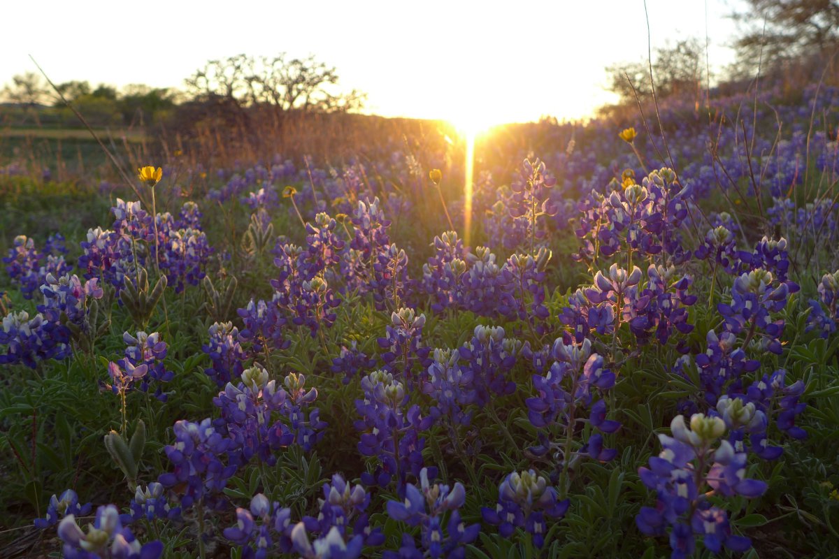 Fredericksburg, Texas Fredericksburg, Texas