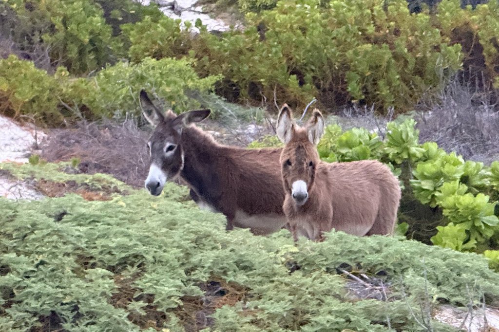 Donkeys at Sailrock in Turks and Caicos Donkeys at Sailrock in Turks and Caicos