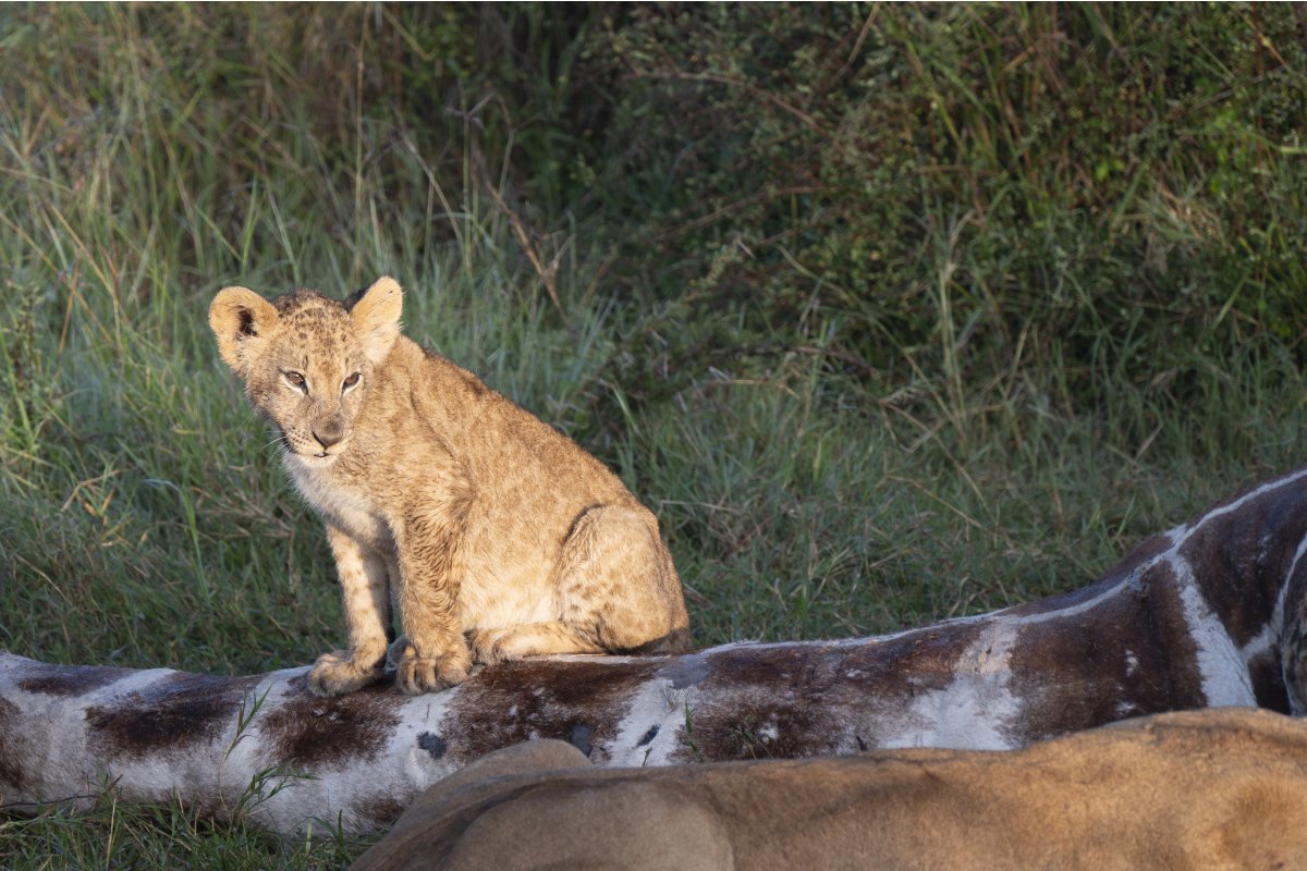 Animals eat their prey in the wild Animals eat their prey in the wild