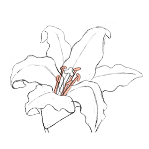 Mikesaka Art Class (◆Episodes are about art methods.) - Episode 141: 110. ◆Sketching a Lily