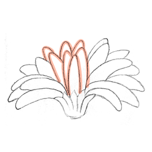 Mikesaka Art Class (◆Episodes are about art methods.) - Episode 143: 111. ◆Sketching a Gerbera from Every Angle(2/3)