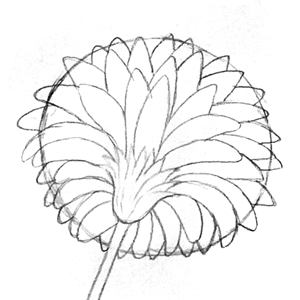 Mikesaka Art Class (◆Episodes are about art methods.) - Episode 144: 111. ◆Sketching a Gerbera from Every Angle(3/3)