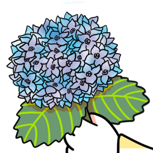 Mikesaka Art Class (◆Episodes are about art methods.) - Episode 146: 113. ◆Sketching a Hydrangea