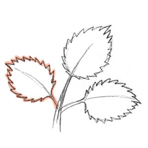 Mikesaka Art Class (◆Episodes are about art methods.) - Episode 148: 115. ◆Sketching Leaves