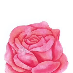 Mikesaka Art Class (◆Episodes are about art methods.) - Episode 155: 122. ◆Painting Roses in Watercolor