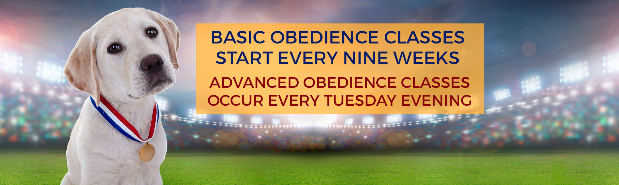 Obedience Training For Dogs In Indianapolis IN Indianapolis Obedience