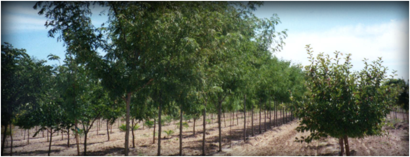 Tree Farm In Colorado Springs Continental Tree Farms