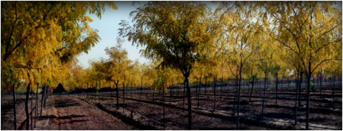 Tree Farm In Colorado Springs Continental Tree Farms