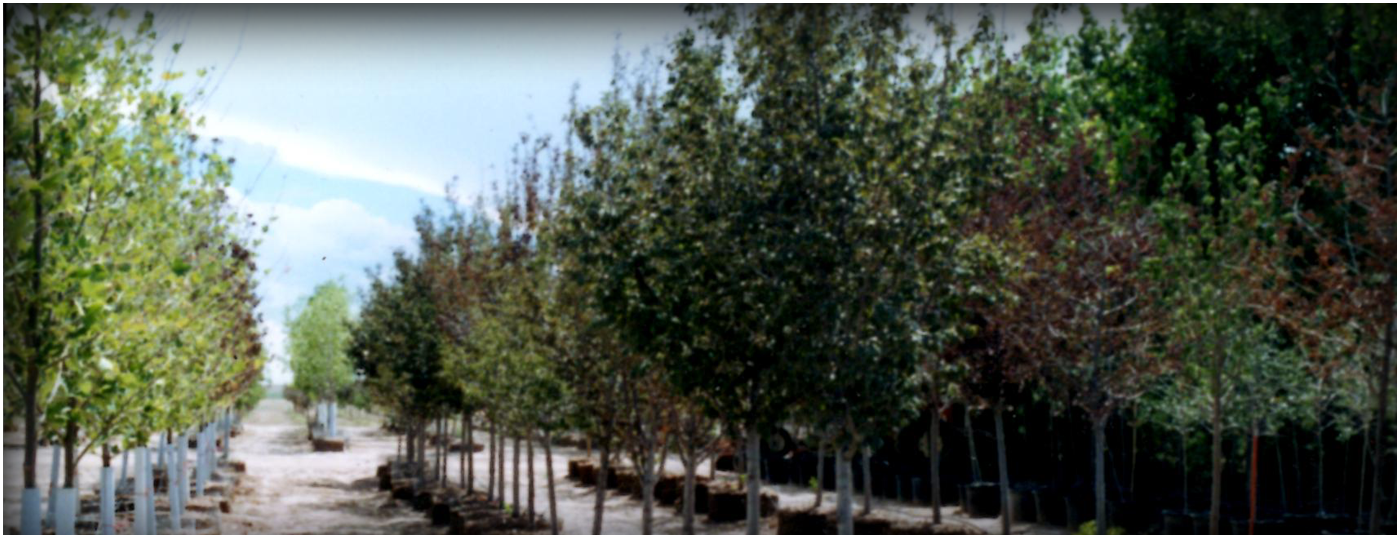 Tree Farm In Colorado Springs Continental Tree Farms