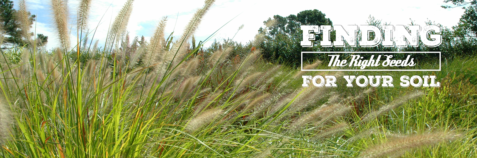 Grass Seed Sales Alfalfa Seed For Sale Utah Seed In Tremonton Utah