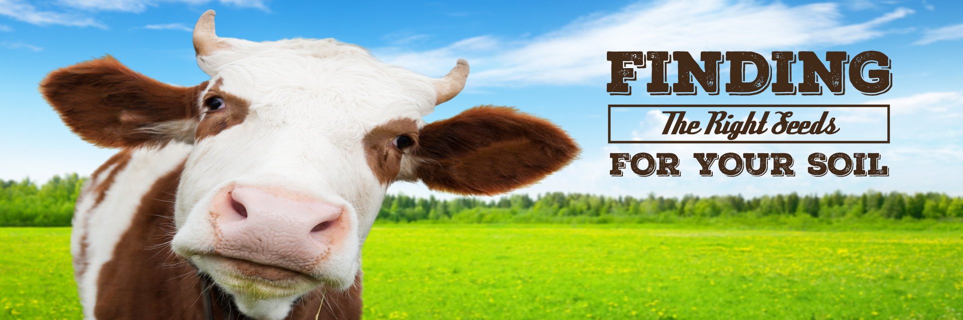 Grass Seed Sales Alfalfa Seed For Sale Utah Seed In Tremonton Utah