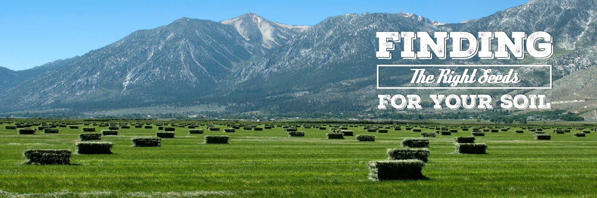 Grass Seed Sales Alfalfa Seed For Sale Utah Seed In Tremonton Utah