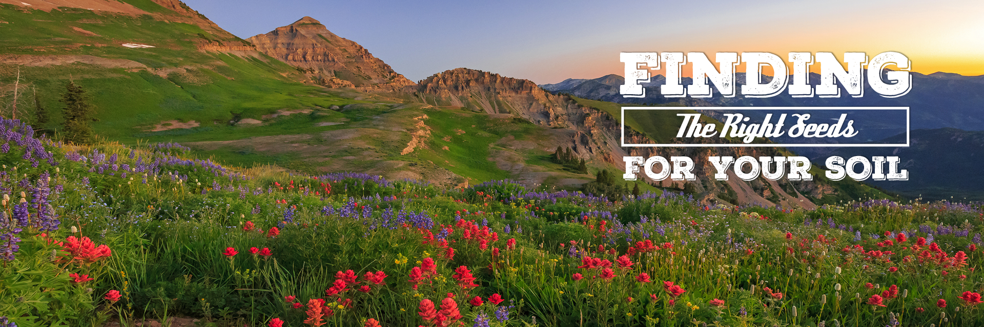 Grass Seed Sales Alfalfa Seed For Sale Utah Seed In Tremonton Utah