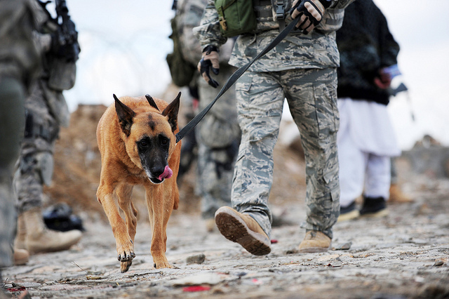 Staff Sgt. James Rybacki and his military working dog Torca search for narcotics Jan. 3, 2010, at a checkpoint near Dabaray, Afghanistan. (U.S. Air Force photo by Tech. Sgt. Francisco V. Govea II) 2012_08_Air-Force-10