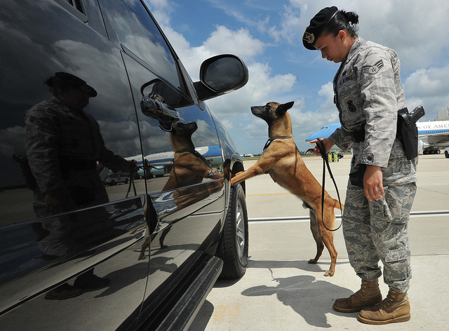 Senior Airman Salema Panama and her military working dog partner “J Jackson” run through a security vehicle sweep before a presidential mission at Joint Base Andrews, Md., June 1, 2010. Security forces routinely support the U.S. Secret Service to ensure safe passage of the president, vice president, congressional members and heads of state. Airman Panama is a 316th Security Forces Squadron military working dog handler. (U.S. Air Force photo by Bobby Jones) 2012_08_Air-Force-9