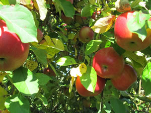Photo: Patra Wrotren 2012_10_apples