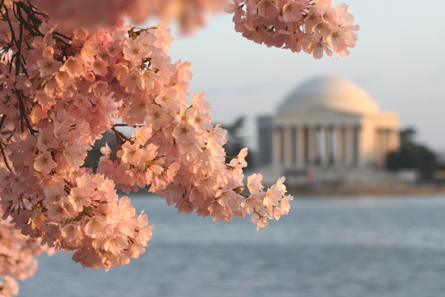 2013_03_cherry-blossoms-at-jefferson