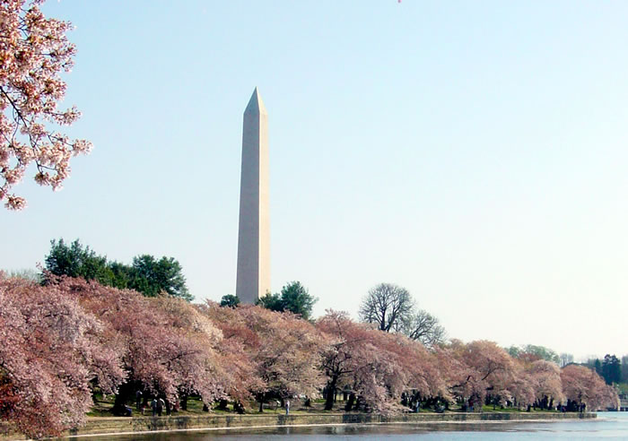 2013_03_cherryblossoms