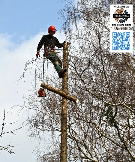 Tree Service in Georgetown - Williamson Felling Pro