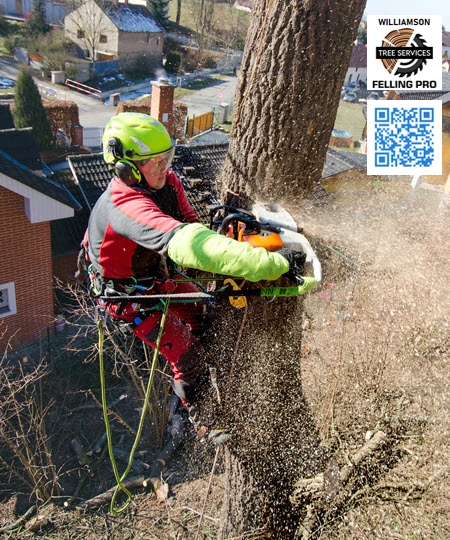 Tree Service in Leander - Williamson Felling Pro