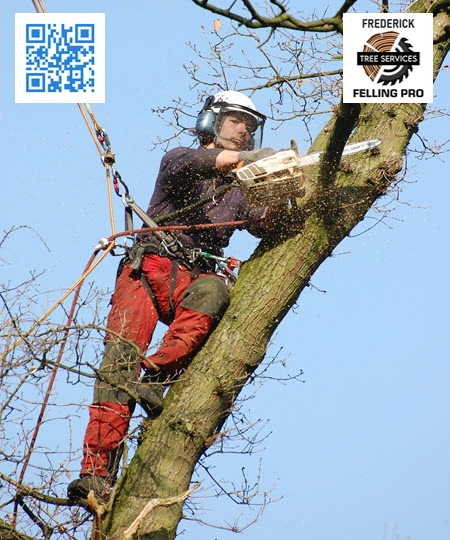Tree Service in Stephenson - Frederick Felling Pro