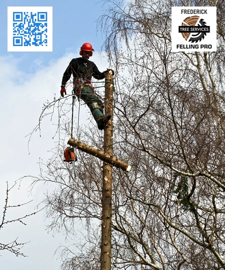 Tree Service in Winchester - Frederick Felling Pro
