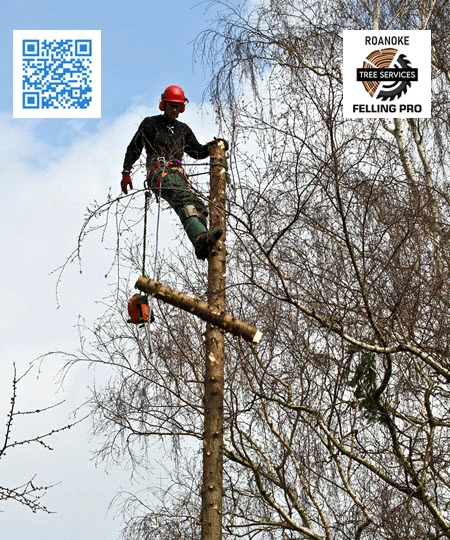 Tree Service in Roanoke - Roanoke Felling Pro