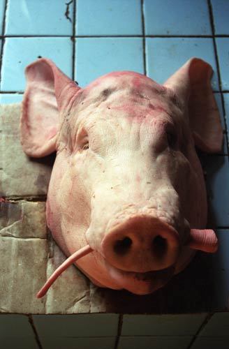 cambodia_pighead-jpg
