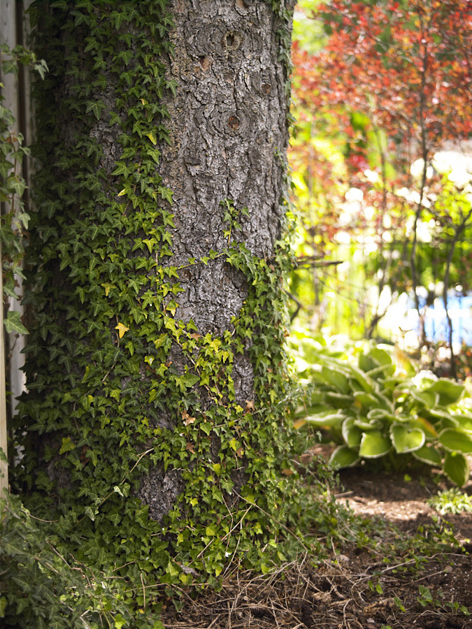 Ivy_On_Tree_10_004_021.jpg?1326457321