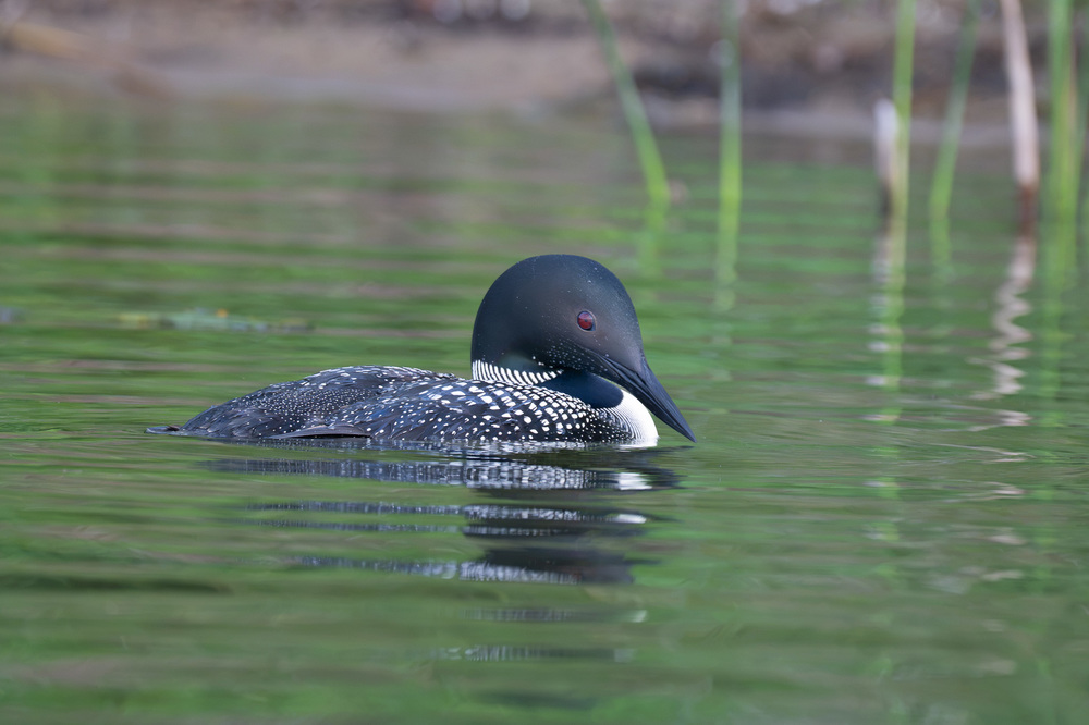 dsc_7126-jpg